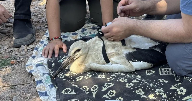 Yaren in yavruları, uydudan takip edilecek