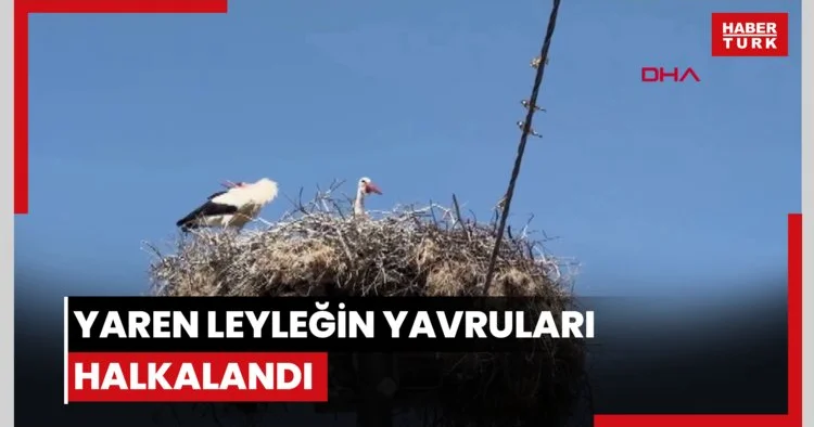 Yaren leyleğin yavruları halkalandı; göç yolculukları izlenecek