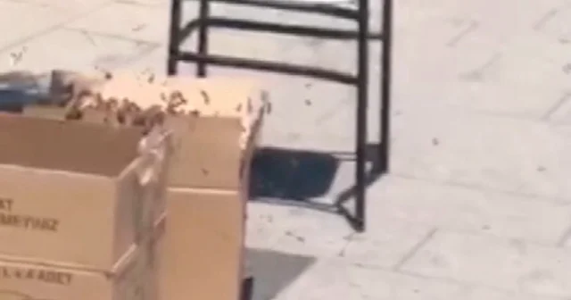 Zonguldak ta arı paniği: Şehir merkezinde binlercesi kümelendi VİDEO İZLE