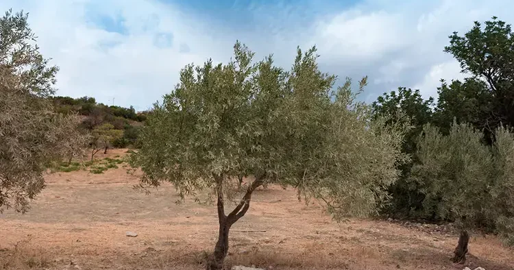 YEKÜD’den maden yasası açıklaması! ‘Zeytin ağaçları kesilmeden taşınacak’