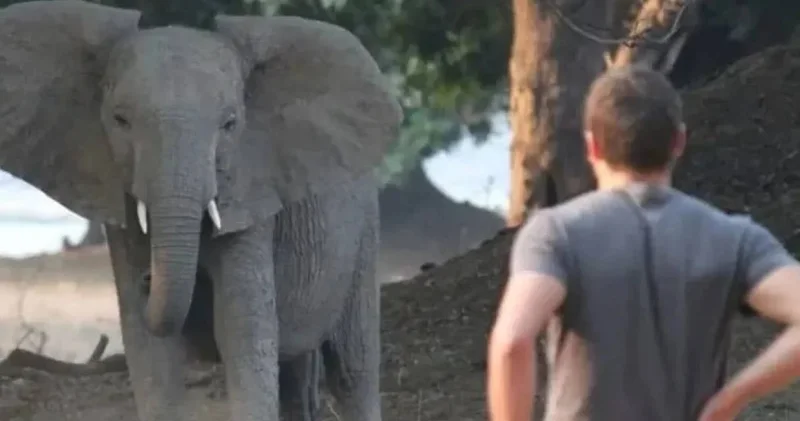 Milyoner iş insanı fil saldırısında hayatını kaybetti