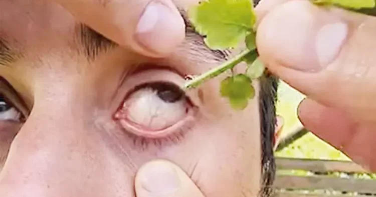 Gözlük kıran otu kör edebilir