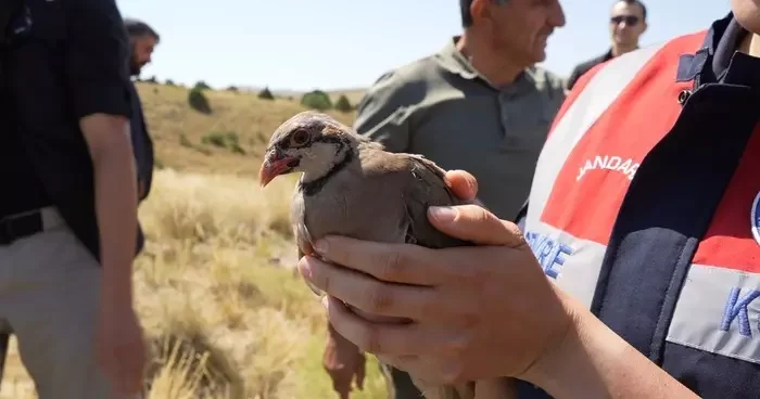 Gümüşhane’de keneyle mücadele için 400 keklik doğaya salındı