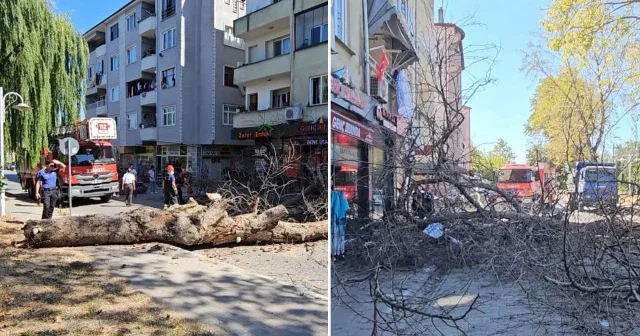 Asırlık çınar ağacı apartmanın üzerine devrildi Sakarya Haberleri