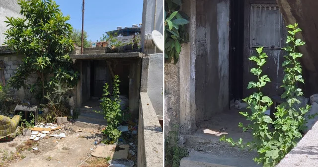 Uyuşturucu bağımlısı genç para vermeyen annesini döverek öldürdü: Bayıldı diyerek 112 yi aradı Adana Haberleri