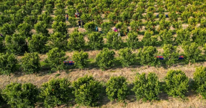 Bu meyveyi yetiştiren kazanıyor: 365 gün hasat yapılıyor, her yerde yetişiyor Sözcü Gazetesi