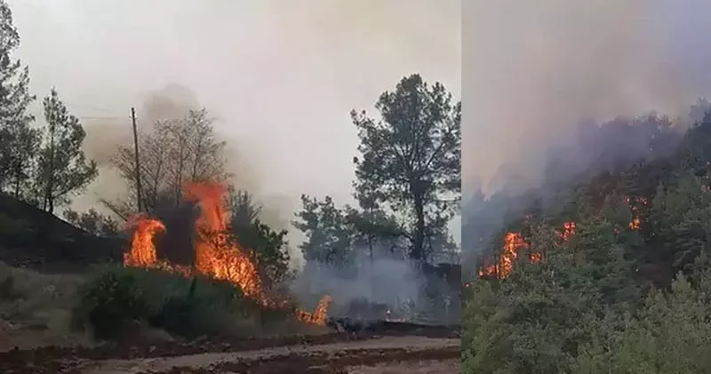 Denizli de orman yangını