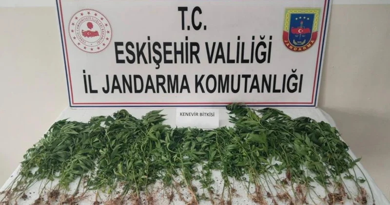 Kamu arazisine kenevir ekerken suçüstü yakalandı