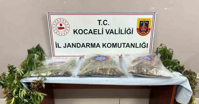 Üç ilçeye baskın yapıldı: 556 kök kenevir ve 5 kilo skunk ele geçirildi Gündem Haberleri