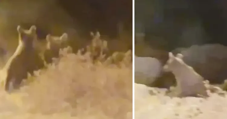 İki yavrusuyla birlikte ilçe merkezine indi: O anlar kamerada