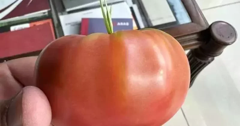 Şaşkına çeviren olay: Domatesin içinde ot yeşerdi
