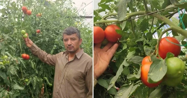 Dekarda 17 ton domates üreten çiftçinin yüzü güldü Hayat Haberleri