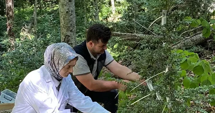 Şimşir Güvesine karşı biyolojik mücadele: 5 bin faydalı böcek salındı