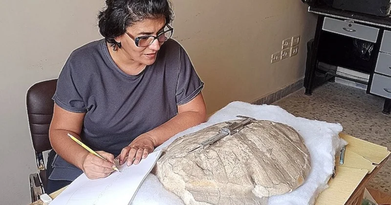 Suriye de 50 milyon yıllık canlı tür keşfedildi Sözcü Gazetesi