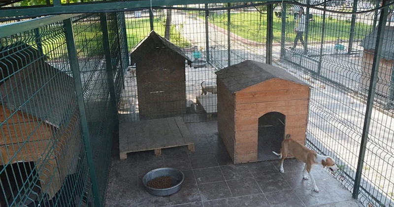 Osmaniye Barınağı nda skandal bitmiyor: Doğmamış köpekler üzerinden bile para almışlar! Sözcü Gazetesi