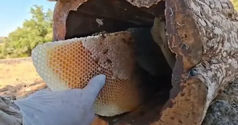 Kütük balı hasadı başladı! Kilogram fiyatı altınla yarışıyor