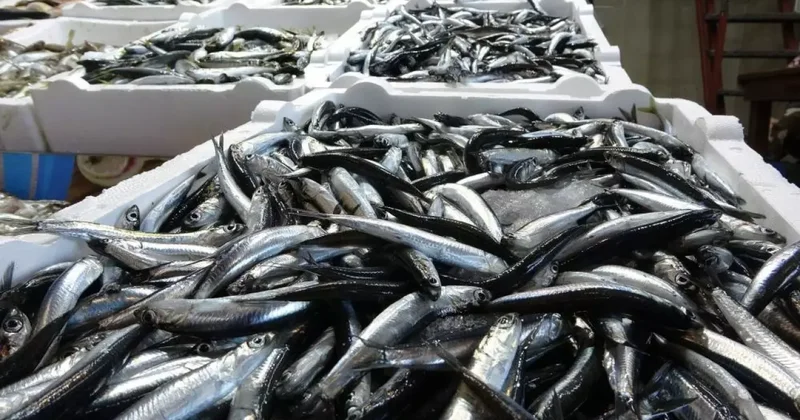 Hamsi ve İstavrit bolluğu olacak! Balıkçılar gün sayıyor