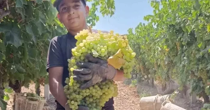 Manisa’daki 7 kiloluk üzüm salkımı görenleri şaşırtıyor