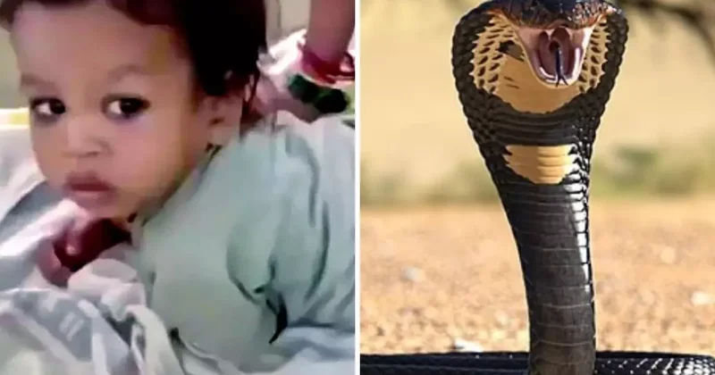 Küçük çocuk, eline dolanan zehirli kobrayı ısırarak öldürdü