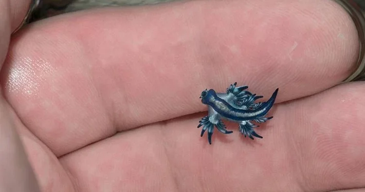 İspanya alarmda! Mavi ejderha plajları kapattı