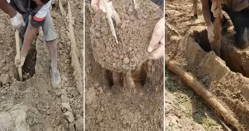 Dünyanın en zor hasat edilen ürünü! Toprağın metrelerce altında yatıyor, 1 tanesini çıkarmak saatler sürüyor Sözcü Gazetesi