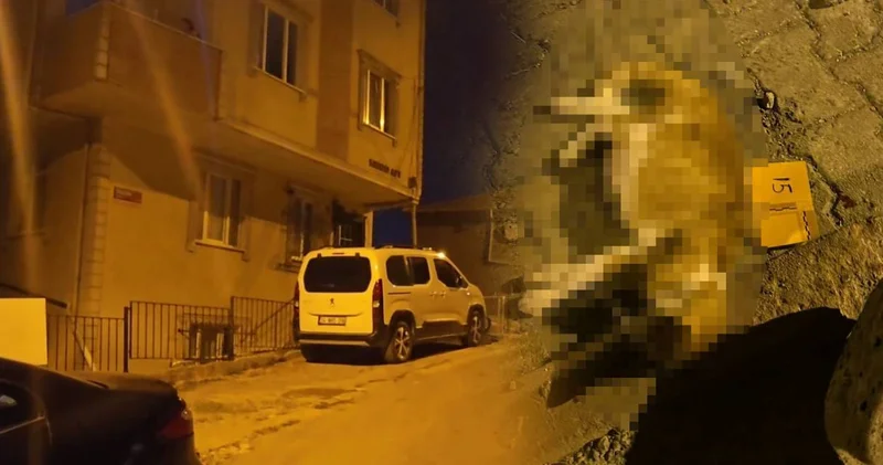Alacak verecek kavgasında olan kediye oldu: Kurşunla öldürüldü