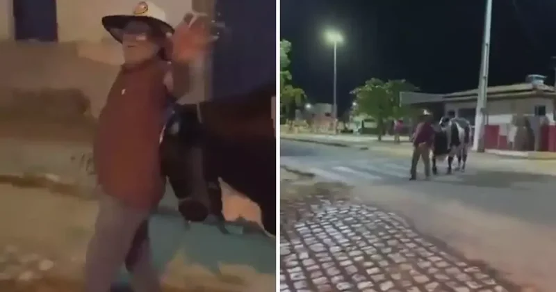 İnanılmaz olay: Kaybolan Sarhoş adamı kendi boğası bulup eve götürdü