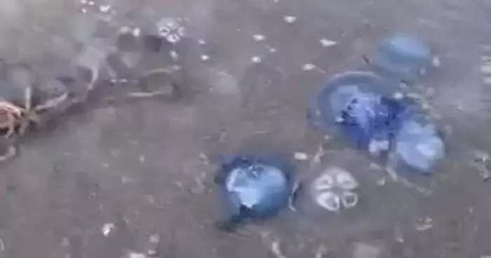 Mavi denizanaları Gemlik sahilini sardı