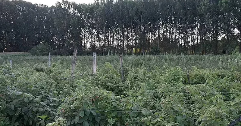 İşi gücü bırakı babadan kalma arsayı değerlendirdi: Bir defa dikti her sene tonlarca ürün hasat ediyor Sözcü Gazetesi