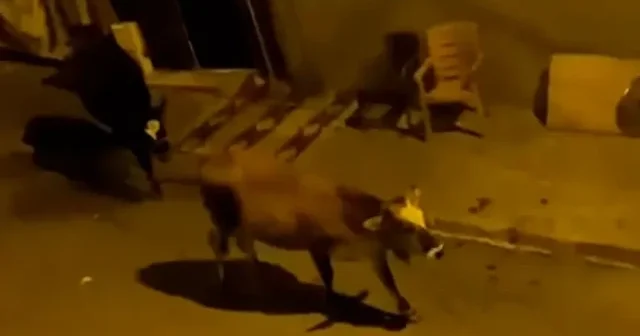 İstanbul Avcılar’da bulundukları yerden kaçan inekler mahallede gezintiye çıktı VİDEO İZLE
