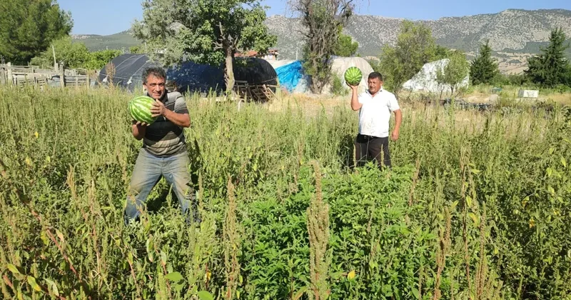 Tarladan kendi toplayana karpuz bedava