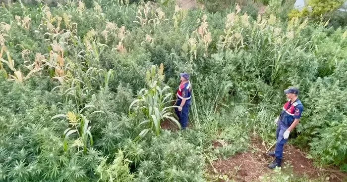 Mısır tarlası zehir tarlası çıktı