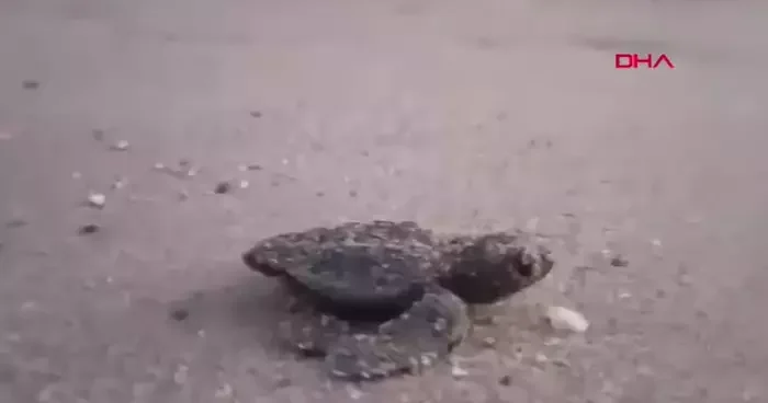 Aydın da caretta carettalar yumurtalarından çıktı! Denizle buluştular