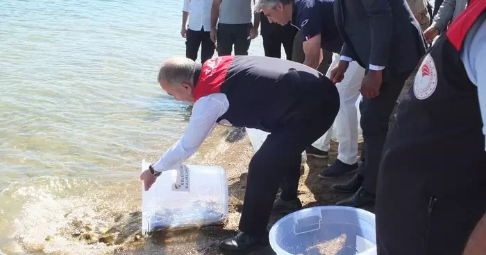 Elazığ da Keban Baraj Gölü ne 10 bin sazan yavrusu bırakıldı