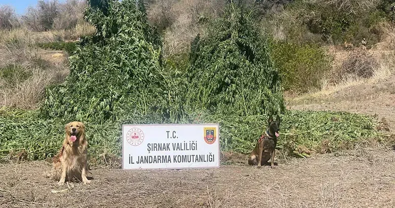 Şırnak’ta 42 bin kök kenevir ele geçirildi: 5 gözaltı