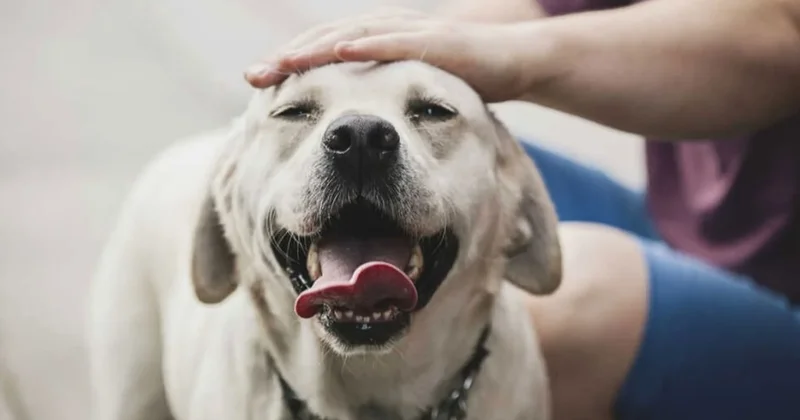 1 Ocak ta başlıyor: Köpekler için günlük vergi uygulanacak Sözcü Gazetesi