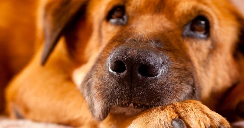 İtalya’da turist köpeklere vergi dönemi