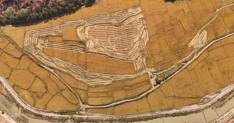 Karabük ün beyaz altınında hasat zamanı: Verimlilik yüzde 40 düştü