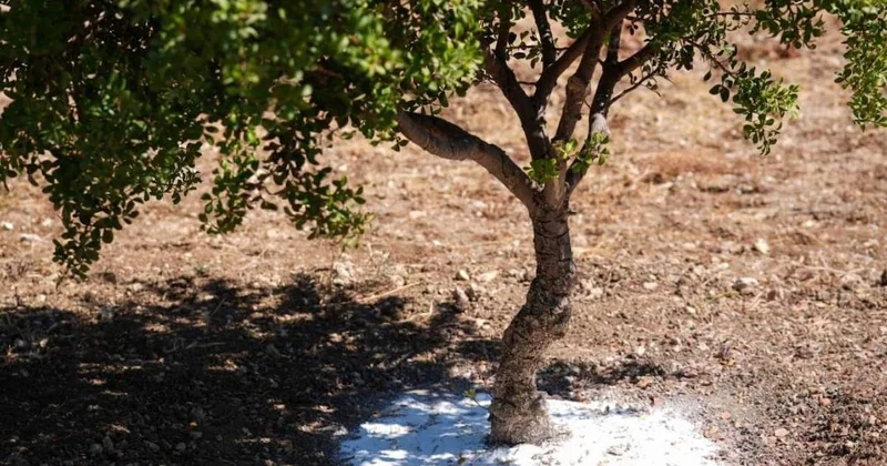Ağacın köküne kireç dökerek hasat ediyorlar: Kilosu 20 bin lira Sözcü Gazetesi