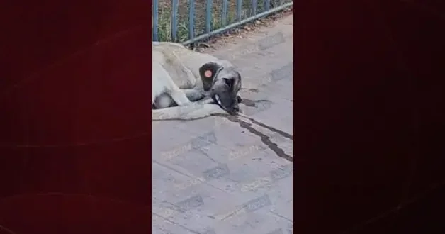 Kocaeli Üniversite Hastanesi nde kuduz köpek vakası: Hasta yakınları isyan etti!
