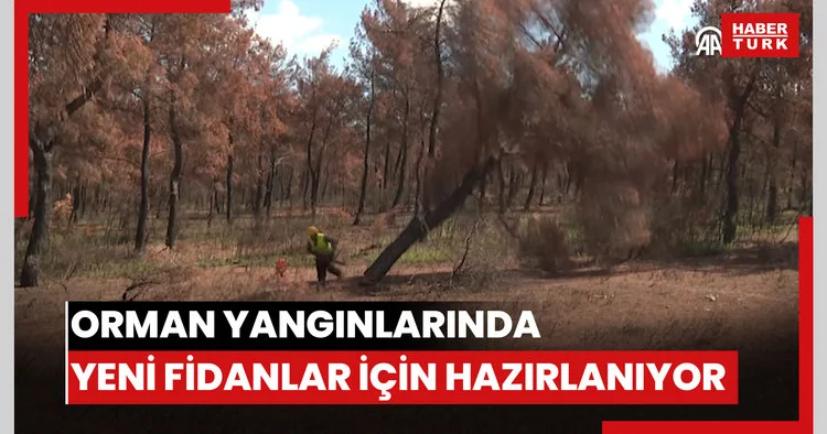 Orman yangınlarında zarar gören alanlar yeni fidanlar için hazırlanıyor
