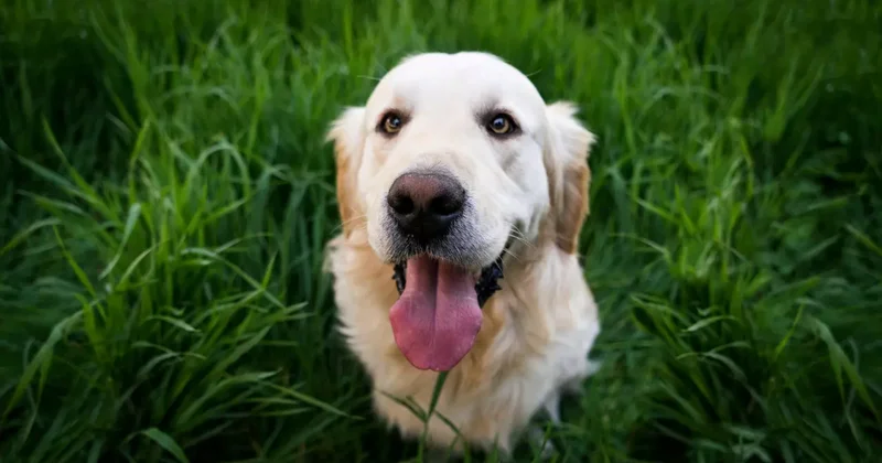 Avrupa ülkesinde ilginç uygulama! Köpeklere vergi uygulanacak!