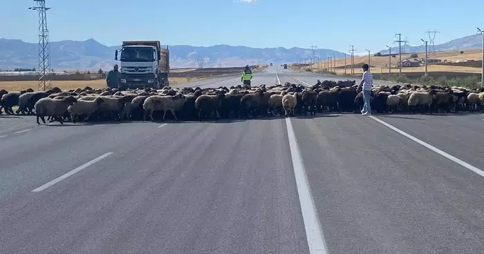 Muş ta ‘Güvenli Hayvan Geçişleri Projesi uygulandı