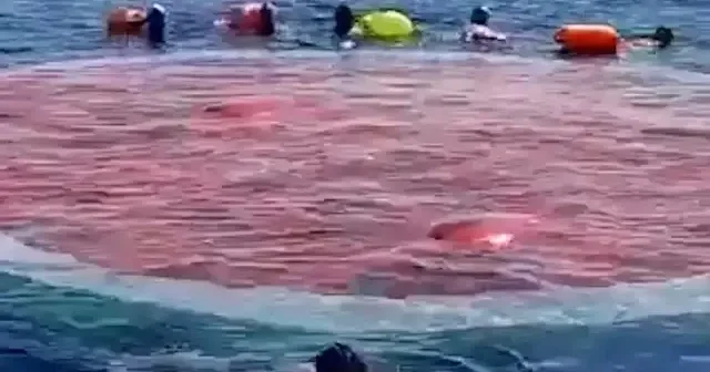 İstanbul’da yüzücüler Gazze için kulaç attı VİDEO İZLE