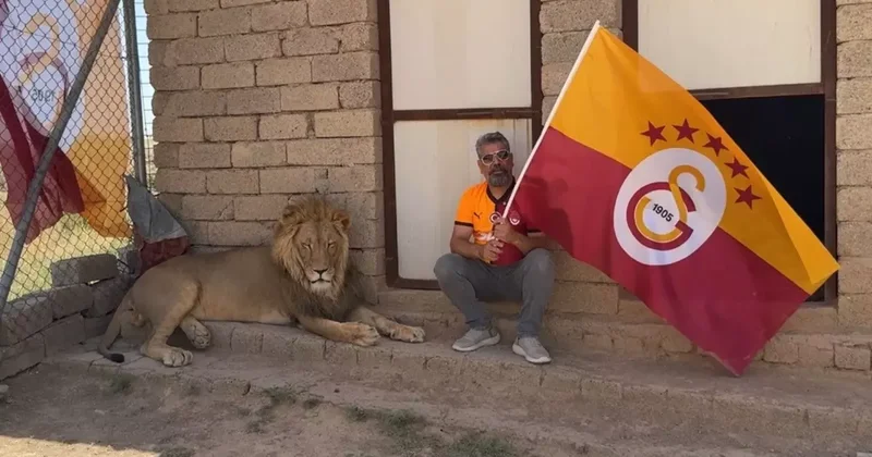 Galatasaraylı taraftar, şampiyonluğu aslanlarıyla kutladı! Aslanlara verdiği isim dikkat çekti