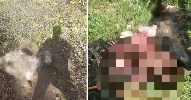 SON DAKİKA! Tunceli de ayı dehşeti: Bir kişi yaralandı, 31 küçükbaş hayvan telef oldu Tunceli Haberleri