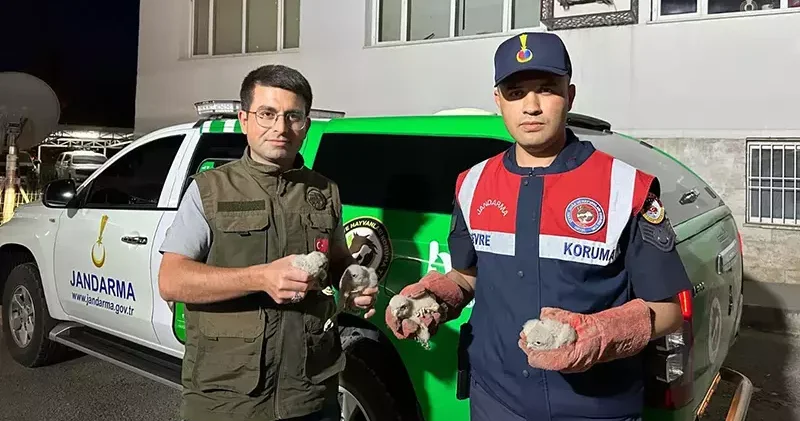 Kilis’te, 4 yavru kartal koruma altına alındı