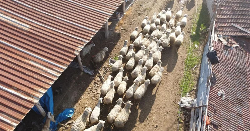 Küçükbaş üreticilerine 3,9 milyar liralık destek ödemesi bugün yapılacak