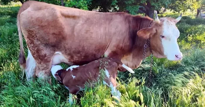 İki yıl önce ölümden kurtarılan inek doğum yaptı