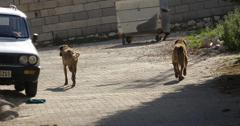 Çorum da başıboş köpeğin saldırısına uğrayan çocuk yaralandı